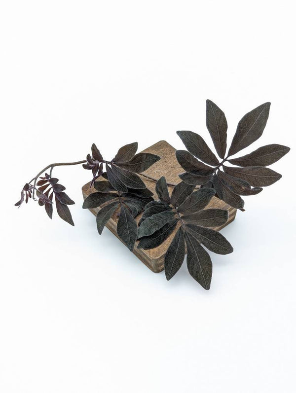 Solanum uleanum [cutting]