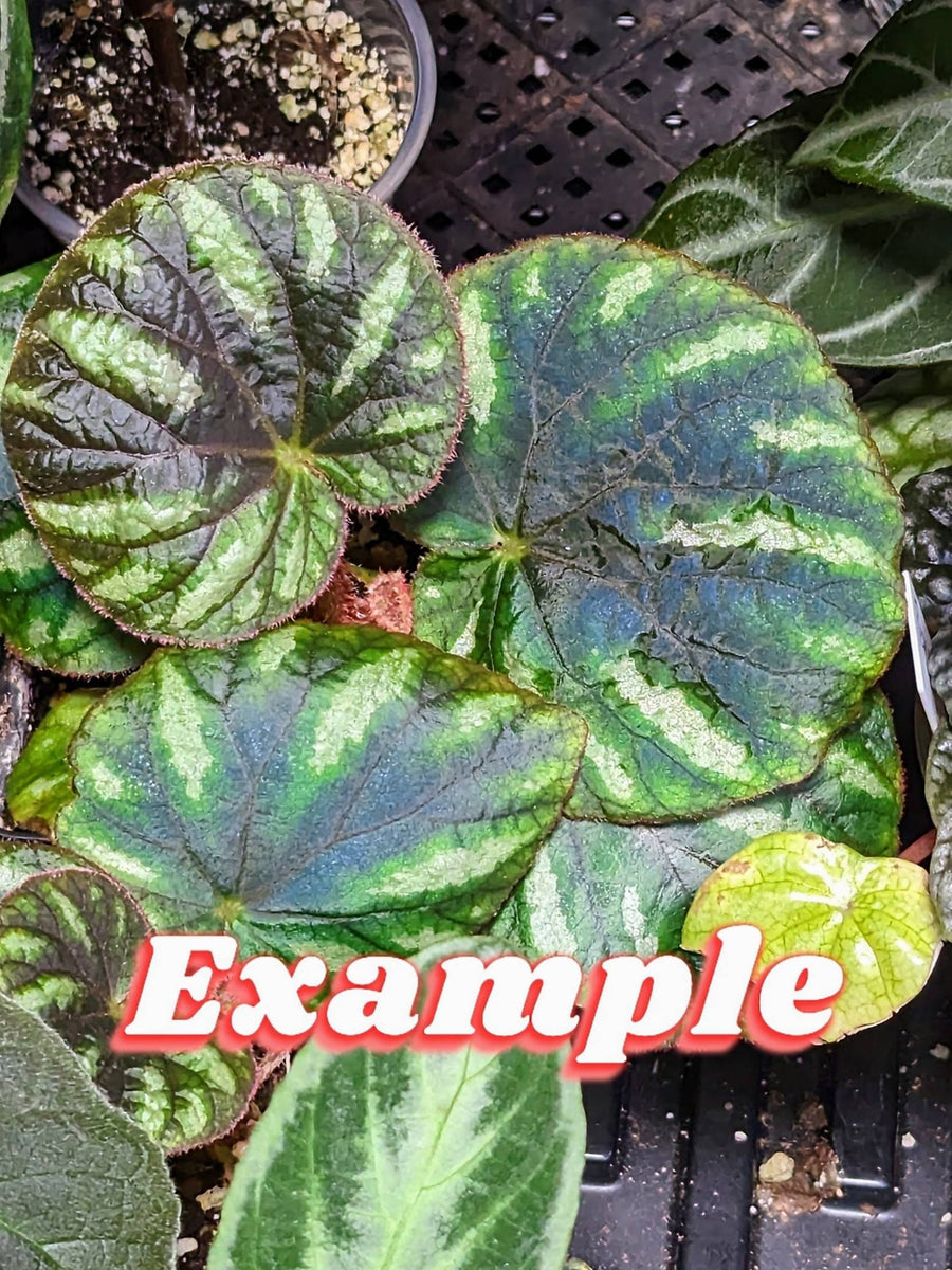Begonia iridescens [non-exact] (iridescent autocorrect)