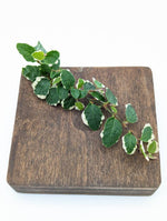 Ficus pumila minima variegated [cutting]