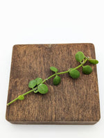 Dischidia nummularia (string of nickels) [cutting]