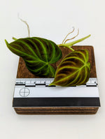 Philodendron verrucosum mini [cutting]