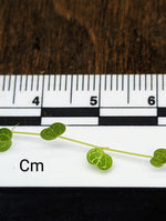 Peperomia emarginella [cutting]