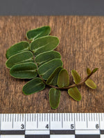 Marcgravia umbellata type 1 [10-leaf cutting]
