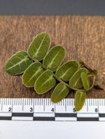 Marcgravia umbellata type 1 [10-leaf cutting]