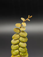 Marcgravia sp. serpentine [12-leaf cutting]
