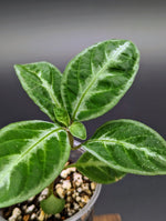 Ruellia cf. terminalis [non-exact]