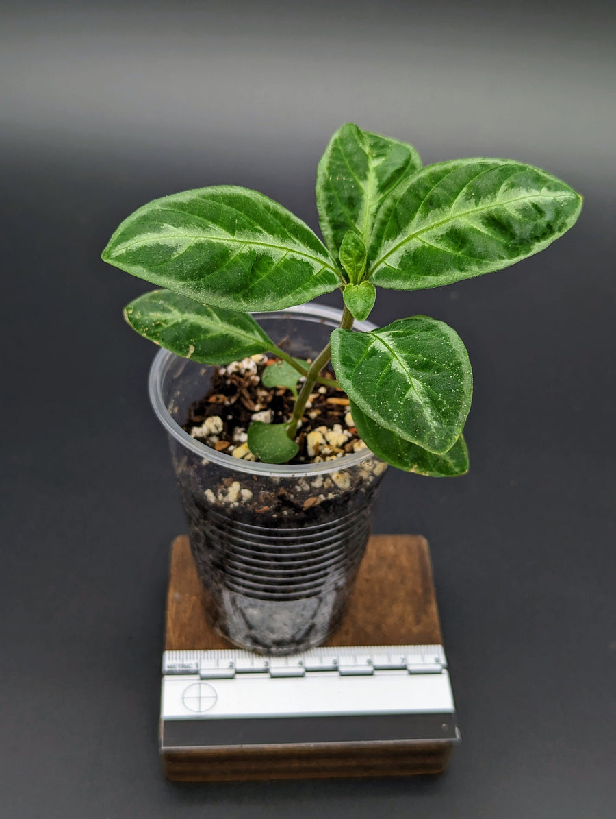 Image of a vibrant green Ruellia species plant from Ecuador in a clear plastic up, with a close-up view highlighting its healthy, well-formed leaves. The plant is placed on a small wooden platform next to a ruler for scale, showcasing its small size.