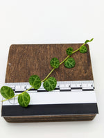 Peperomia prostrata string of turtles [cutting]