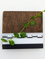 Peperomia prostrata string of turtles [cutting]