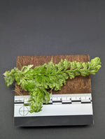 Selaginella sp. white peru [cutting]