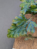 Selaginella willdenowii [cutting]