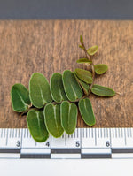 Marcgravia umbellata type 1 [10-leaf cutting]