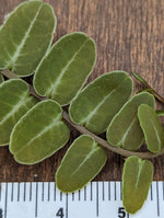 Marcgravia umbellata type 1 [10-leaf cutting]
