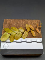 Marcgravia sp. Bronze [12-leaf cutting]