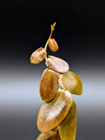 Marcgravia sp. Dark brown [10-leaf cutting]
