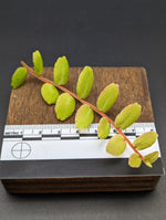 Marcgravia sp. white seam [12 leaf cutting]