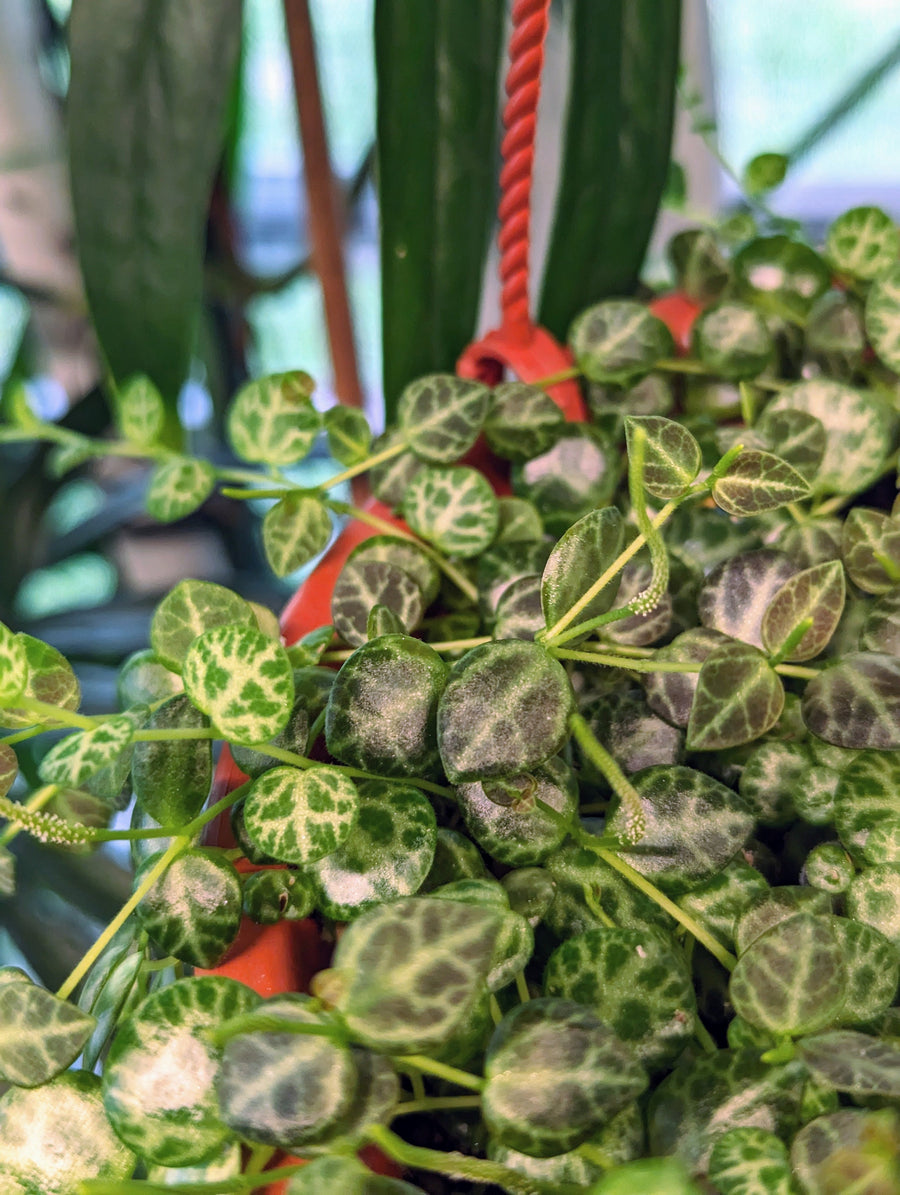 Peperomia prostrata string of turtles [cutting]