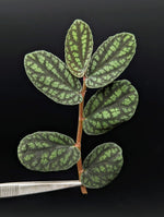 Procris (syn: Pellionia) pulchra [cutting]
