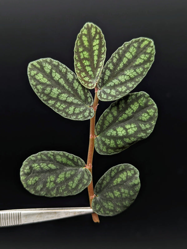 Procris (syn: Pellionia) pulchra [cutting]
