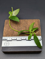 Dischidia cf. acuminata [cutting]