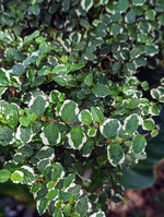 Ficus pumila minima variegated [cutting]