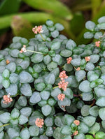 Pilea libanensis (syn: glauca) [cutting]