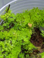 cf. Antrophyum [Moss type growth]