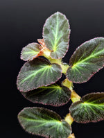 Begonia thelmae [cutting] (Thelma)