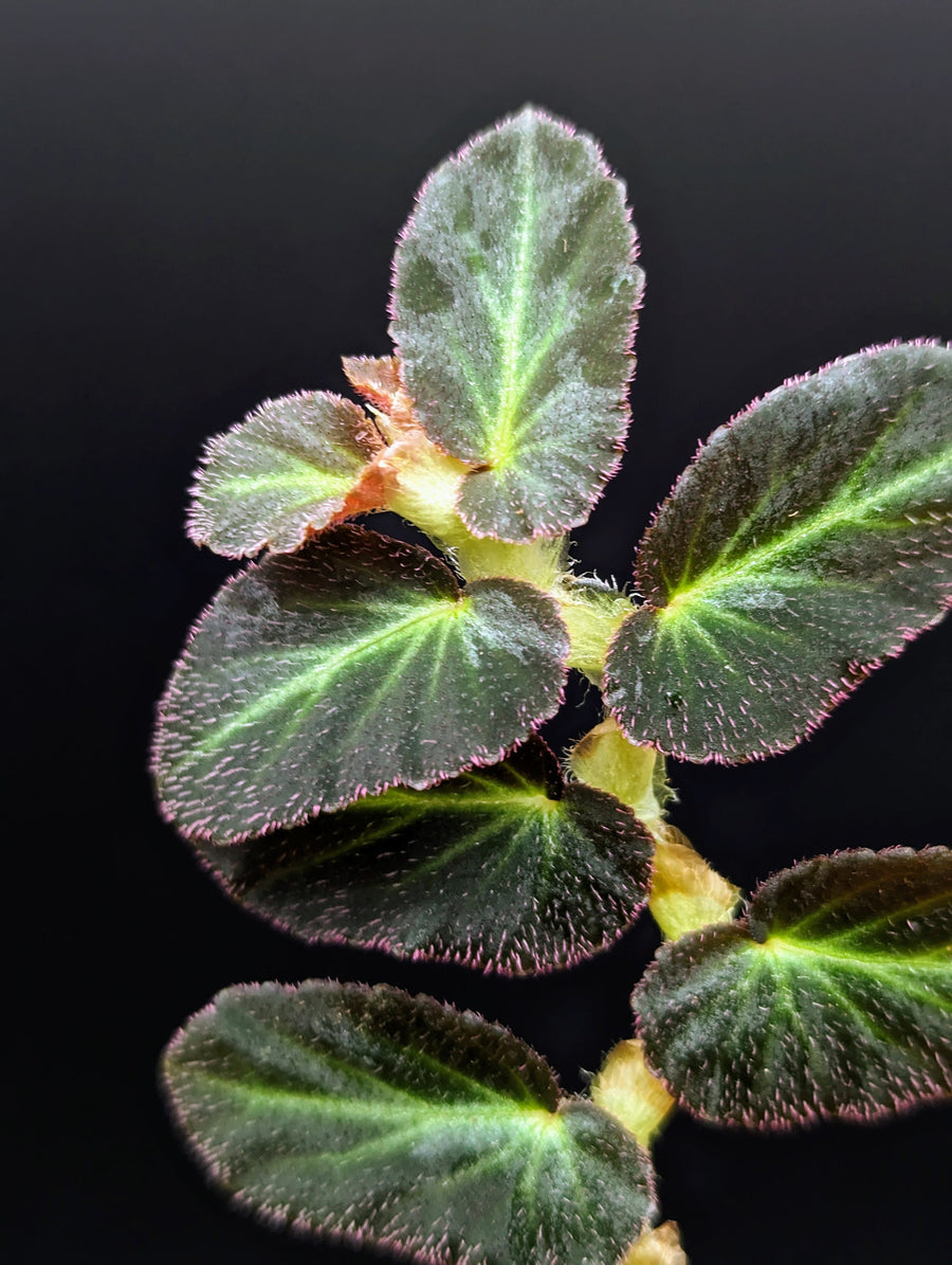 Begonia thelmae [cutting] (Thelma)