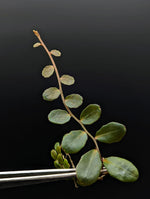 Marcgravia sp. Azrael [15+ leaf cutting]