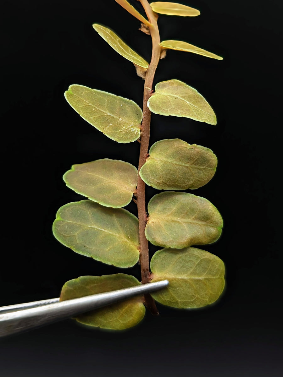 Marcgravia sp. copper [10 leaf cutting]