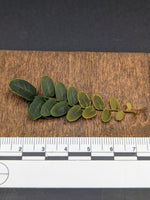 Marcgravia sp. mini límon (limon) [12-leaf cutting]