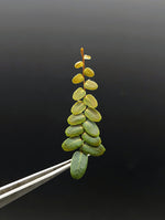 Marcgravia sp. mini límon (limon) [12-leaf cutting]