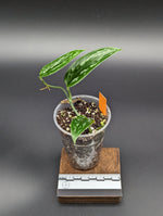 Scindapsus sp. tricolor tombak [non-exact]