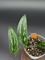 Scindapsus sp. tricolor tombak [non-exact]
