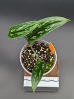 Scindapsus sp. tricolor tombak [non-exact]