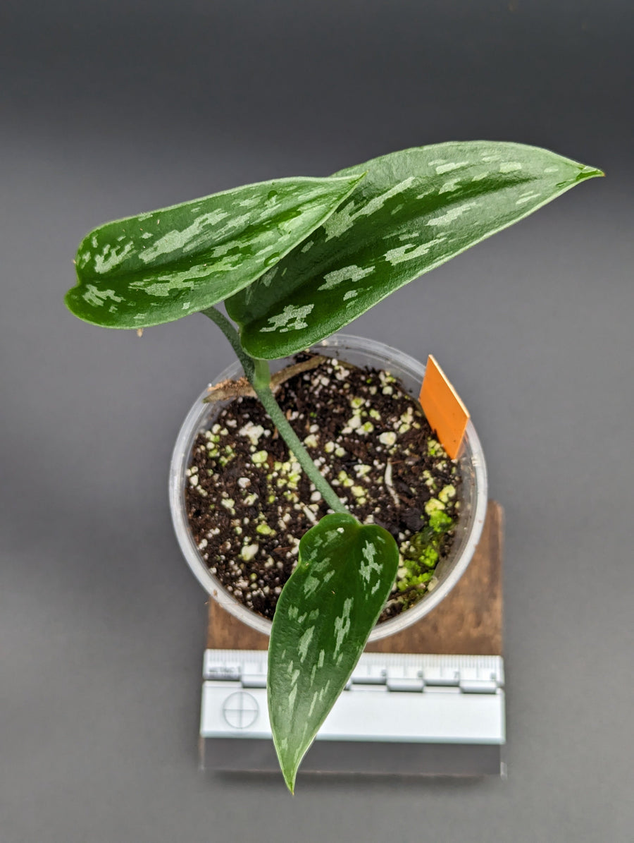 Scindapsus sp. tricolor tombak [non-exact]