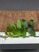 Marcgravia sp. Stanislav [10-leaf cutting]