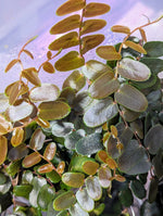 Marcgravia sp. Bronze [12-leaf cutting]
