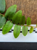 Marcgravia sp. Stanislav [10-leaf cutting]