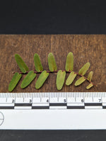 Marcgravia sp. Mendez arrowhead [10-leaf cutting]