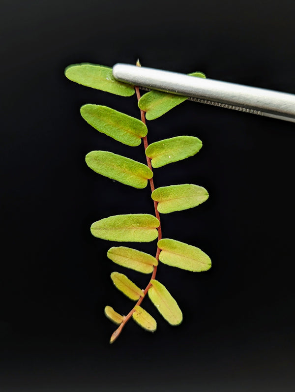 Marcgravia sp. Mendez arrowhead [10-leaf cutting]