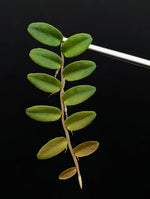 Marcgravia aff coriacea [10-leaf cutting] (coriacae)