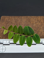 Marcgravia sp. white sinus[10-leaf cutting]
