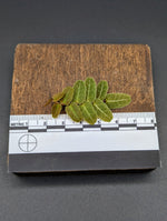 Marcgravia sp. Brown Ecuador [10-leaf cutting]