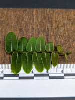 Marcgravia sp. Olivine [10-leaf cutting]