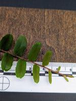 Marcgravia sp. small leaf [10-leaf cutting]