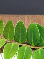 Marcgravia sp. white sinus[10-leaf cutting]