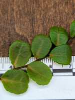 Marcgravia sp. iquitos peru [10-leaf cutting]