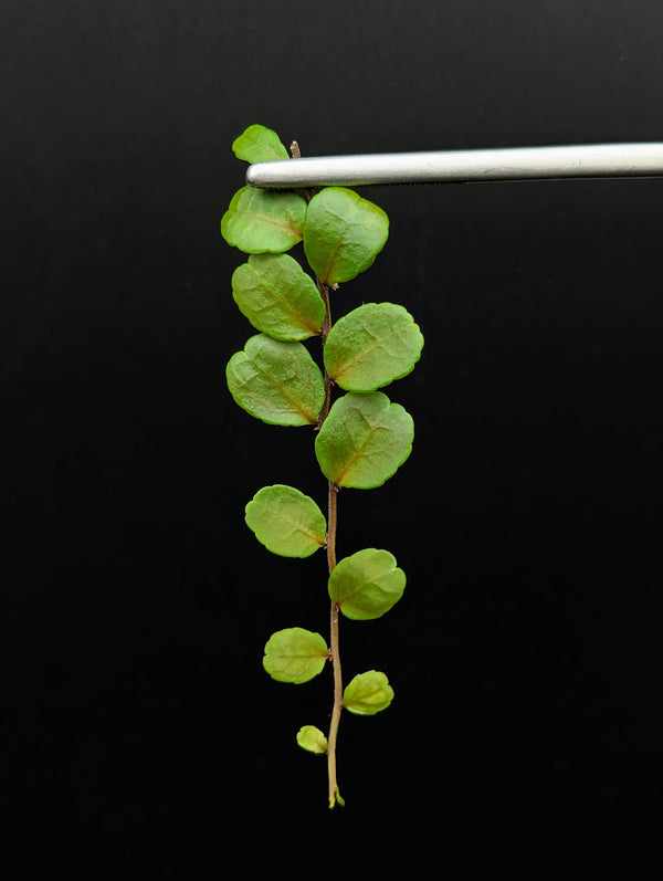 Marcgravia sp. iquitos peru [10-leaf cutting]